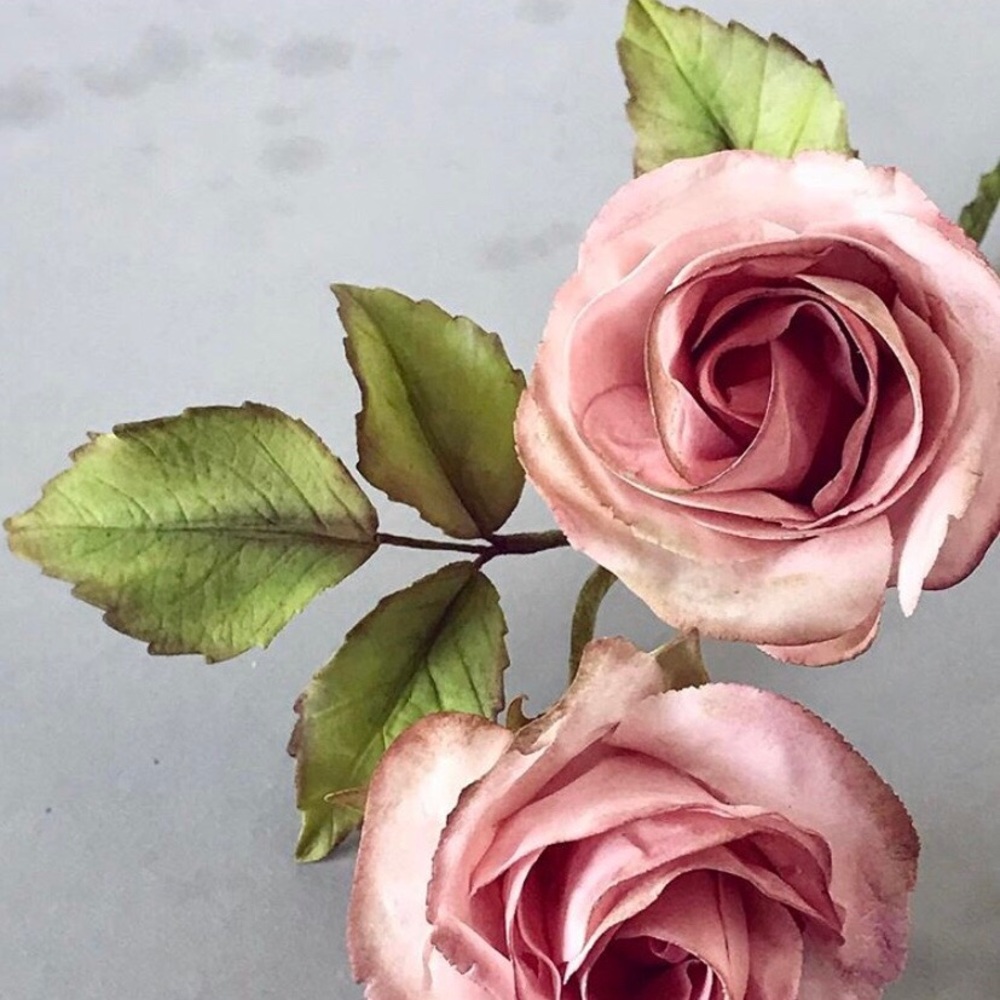 Meet your Posher, Rose